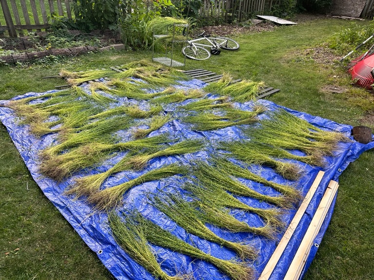 bundles of green flax laid out on a blue tarp