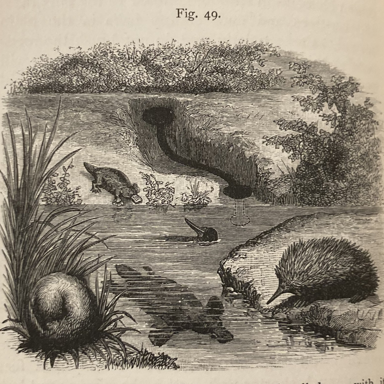 Woodcut of platypus and echidna