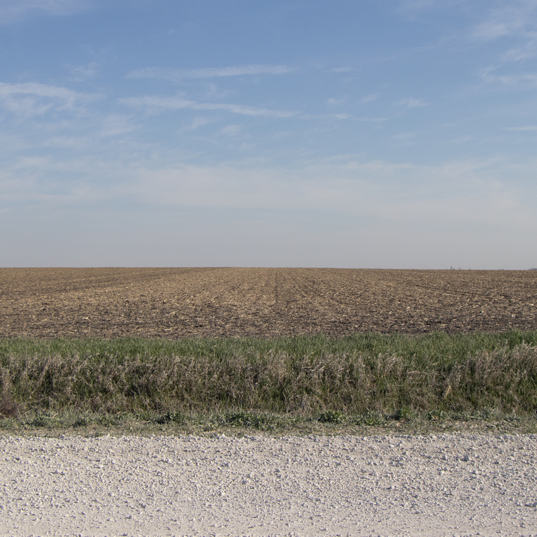 Photograph of a corn field