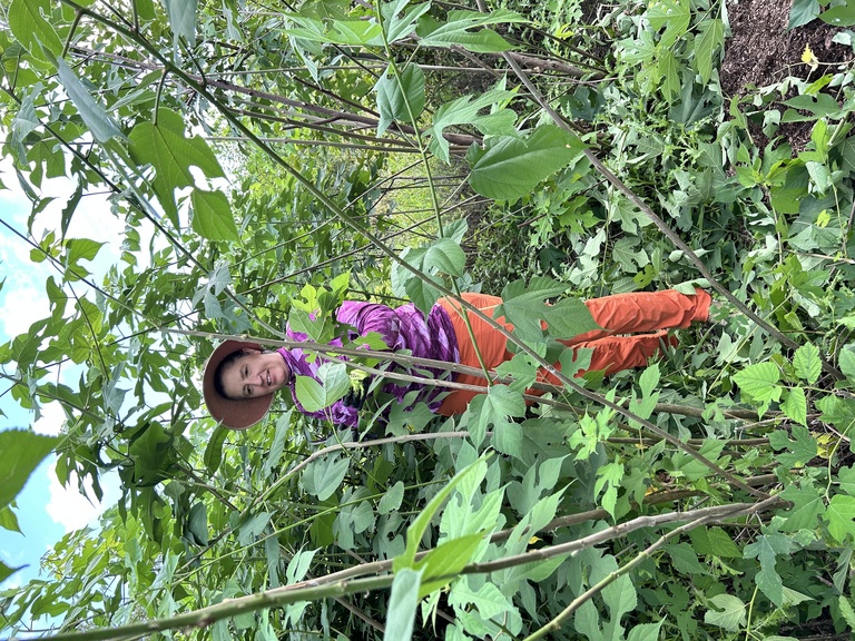 person standing behind kozo branches